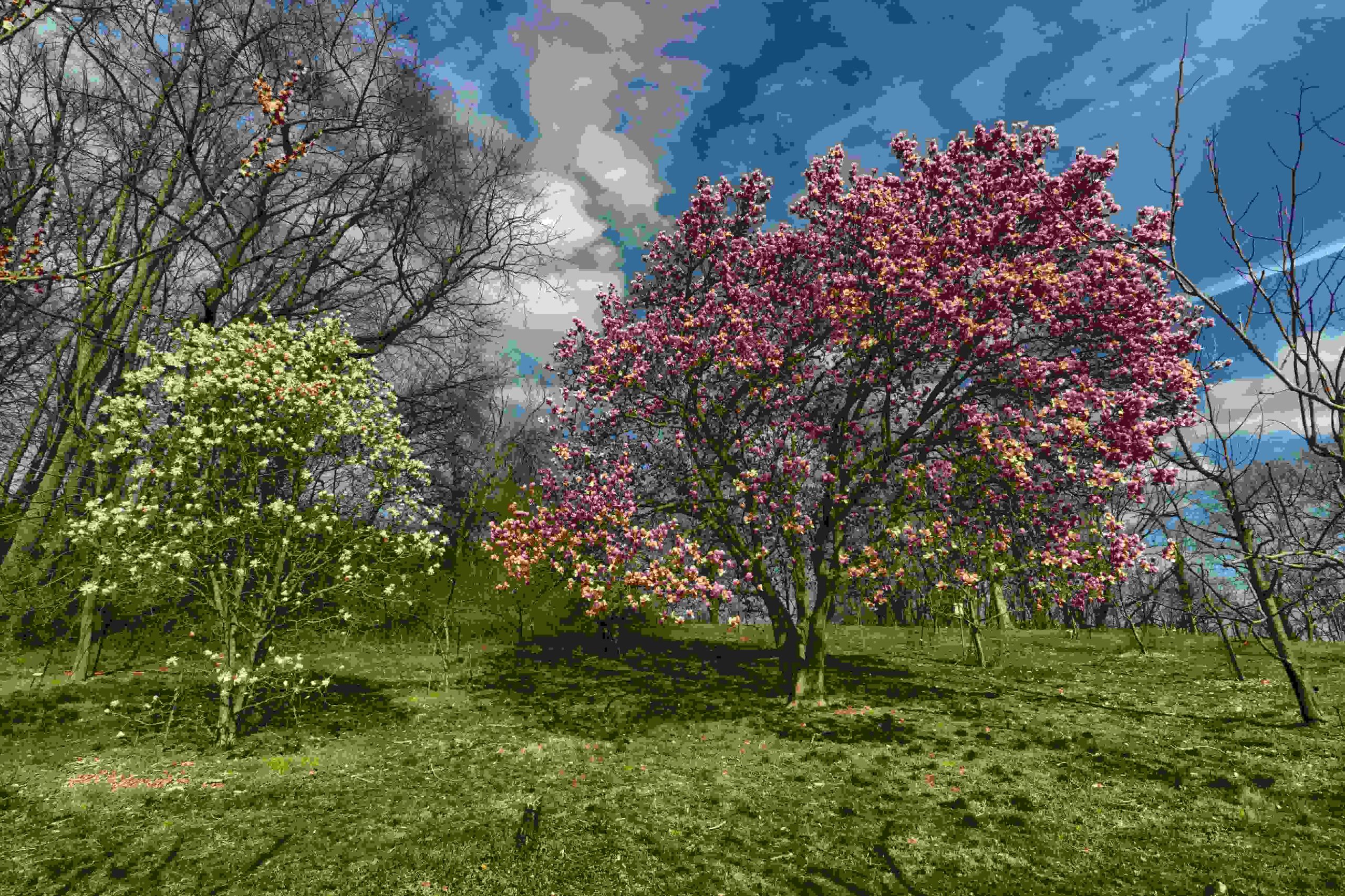 Robet G. Smith - Springs and Seasons - seasons magnolias blooming